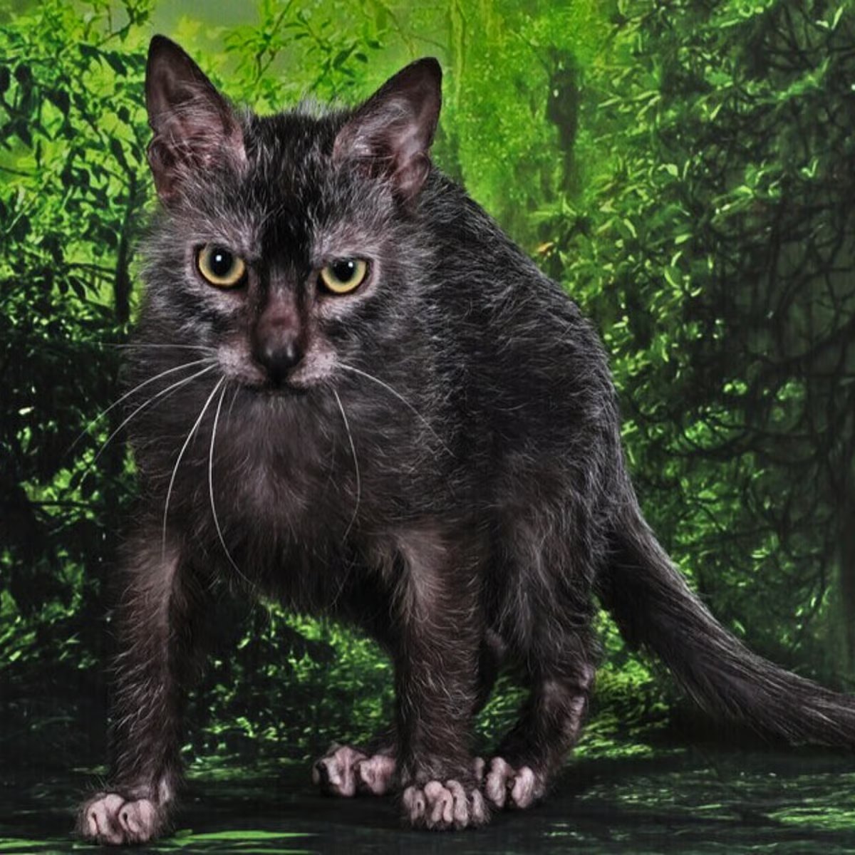 AMAZlNGNATURE's tweet photo. Lykoi cats look like tiny werewolves, but they're a real cat breed

A natural genetic mutation gives them their patchy coat, creating one of the most unusual appearances of any domestic cat https://t.co/ZHAS3kUOT0