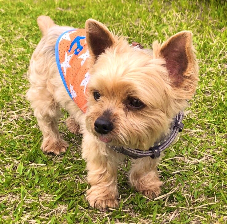 Varonpapa's tweet photo. 💕🐶😊ﾖｰｸｼｬﾃﾘｱ੯‧̀͡u☆…

わが家のバロンくんは散歩好き
おかげでパパさんの運動不足も
解消してます

アメブロを投稿しました☘️
『朝んぽ♪海さんぽ』
#犬好きさんと繋がりたい
#ヨークシャーテリア

🔻アメブロも見てね☆🐕↓🔻
 https://t.co/7uFLkGNO20 

　　　　　　　…🐶😊💕💕🐾 https://t.co/2mJBsafU6g