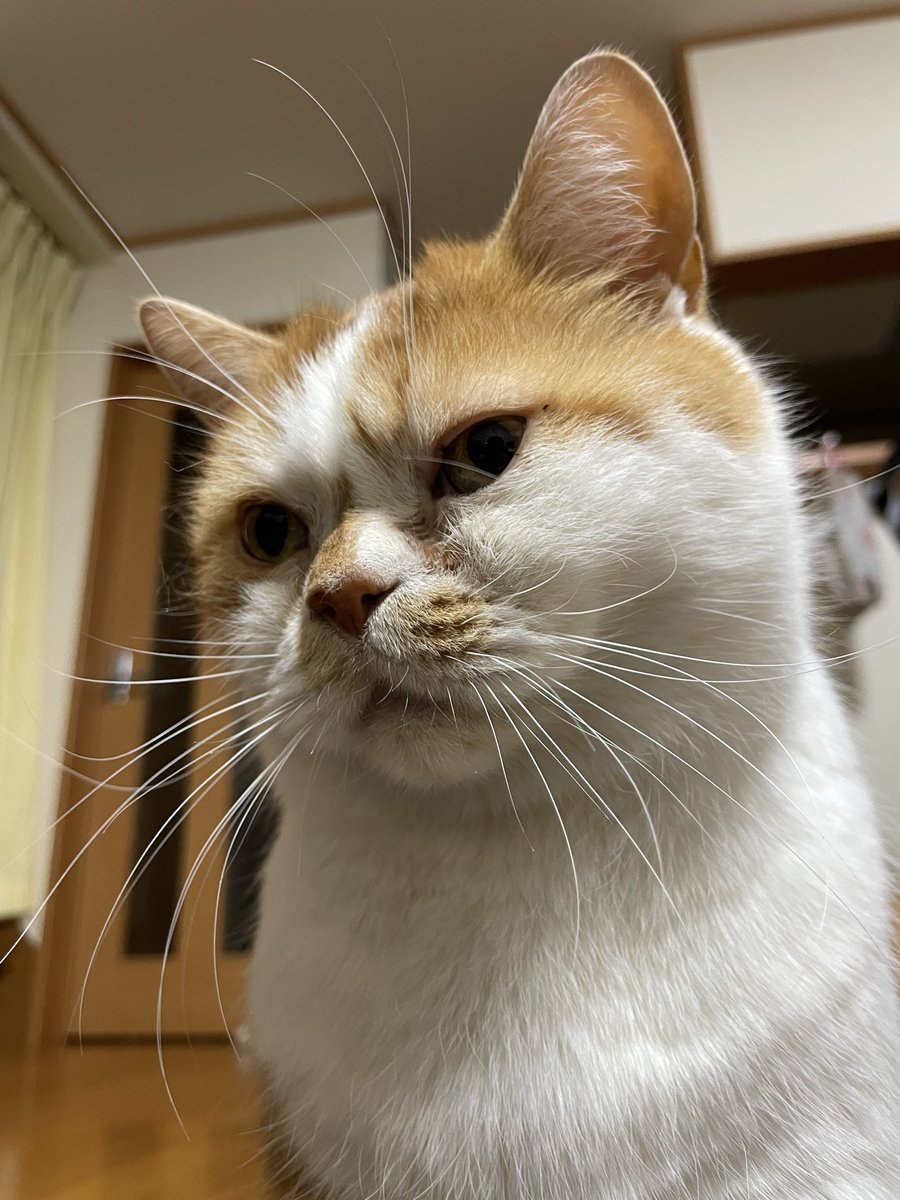 マロンページ マロンとモンブラン (@tmnr1213) / Posts / X