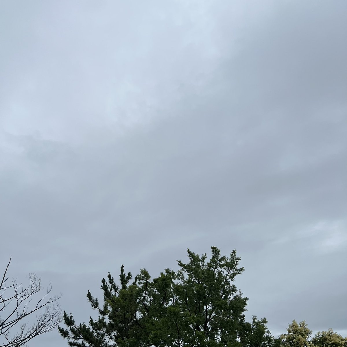 take777_'s tweet photo. おはようございます

空気ムシムシ　天気は曇り☁️
そのうち大雨に☔️なるらしい
午前中と午後に大雨の予報
夜は雨がやむらしい
休みの人も…仕事の人も…

今日も元気に頑張りましょう
٩( 'ω' )و https://t.co/h2RUTI8ciP