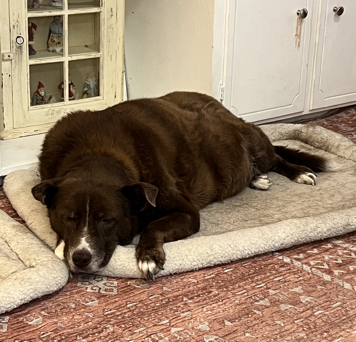 readlarrypowell's tweet photo. See the slumbering stars at this weekends edition of Let Sleeping Dogs Lie &amp; Napping Cats Nap. On the website here https://t.co/fwJvNc5Wr8 https://t.co/vOc9KxkPwB