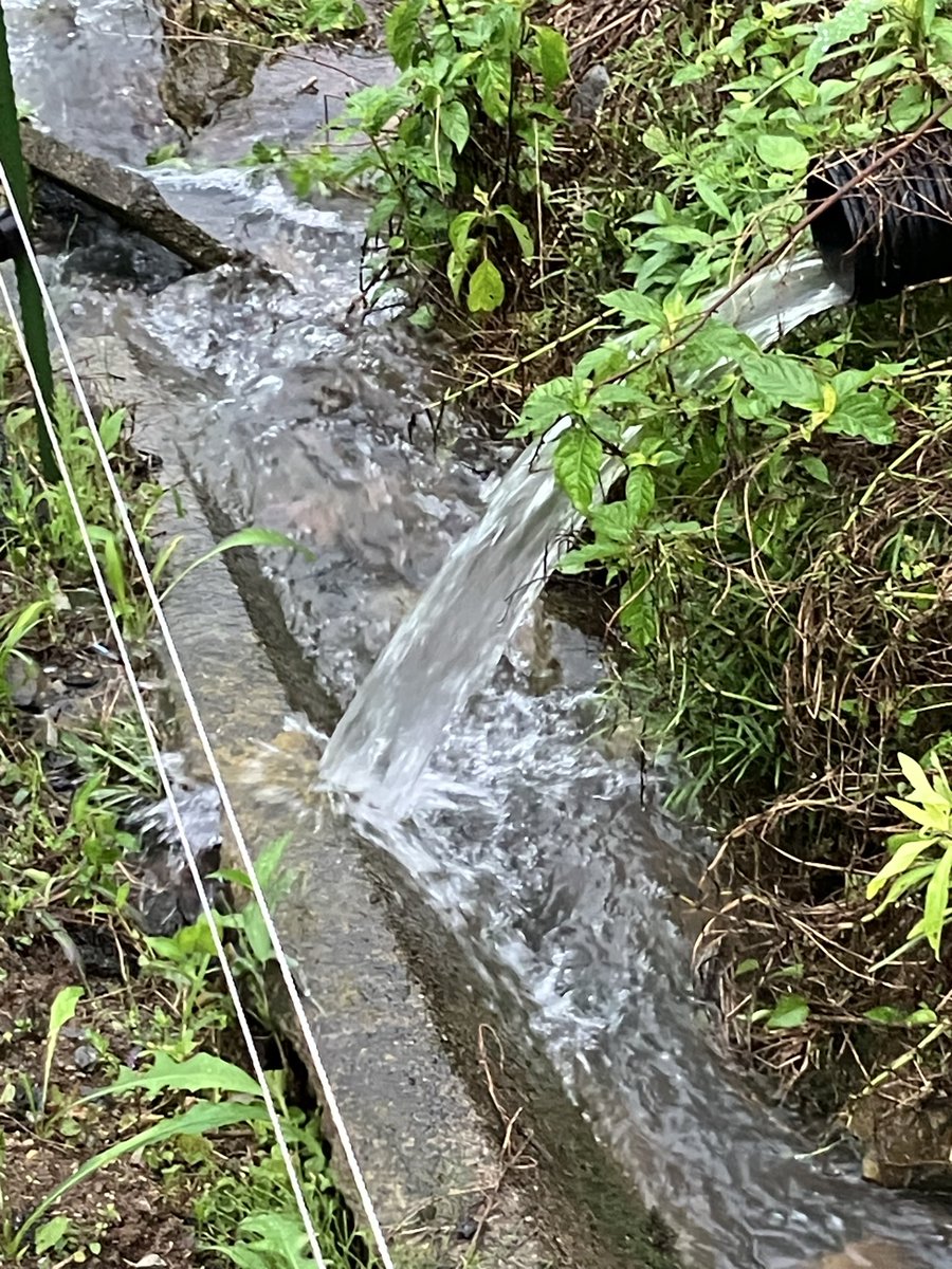 arachan41's tweet photo. 昨日はパート休み。朝から大雨でもハウス内の若木の手入れに。次男から土曜までにするう指令。昼食に一旦帰宅したものの、夕方まで延々と作業。雨は大丈夫でも粒が大きくはさみが入らない。暗くなるまで頑張り予定終了。帰りに畑の見回りに。今の畑がひどい水たまり。まだ残していた野菜は全滅か。 https://t.co/z36DGWjNvi