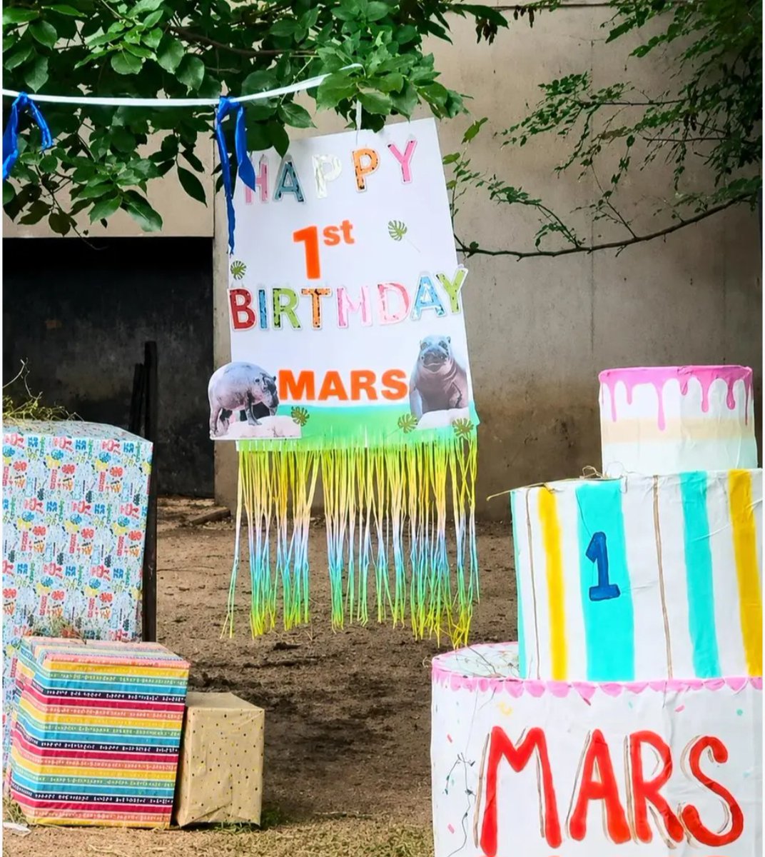 MarsTheHippo's tweet photo. Happy Hippo Birthday Mars🦛🥳🎉

Big shoutout to all the hippos out there continuing to support us Crypto Conservation The $Mars Project!

Without the help and conviction of the hippos and everyone in the community, we wouldn't be here

Thank yall for continuing to support and rockin' with Mars on the timeline🦛💯🌿