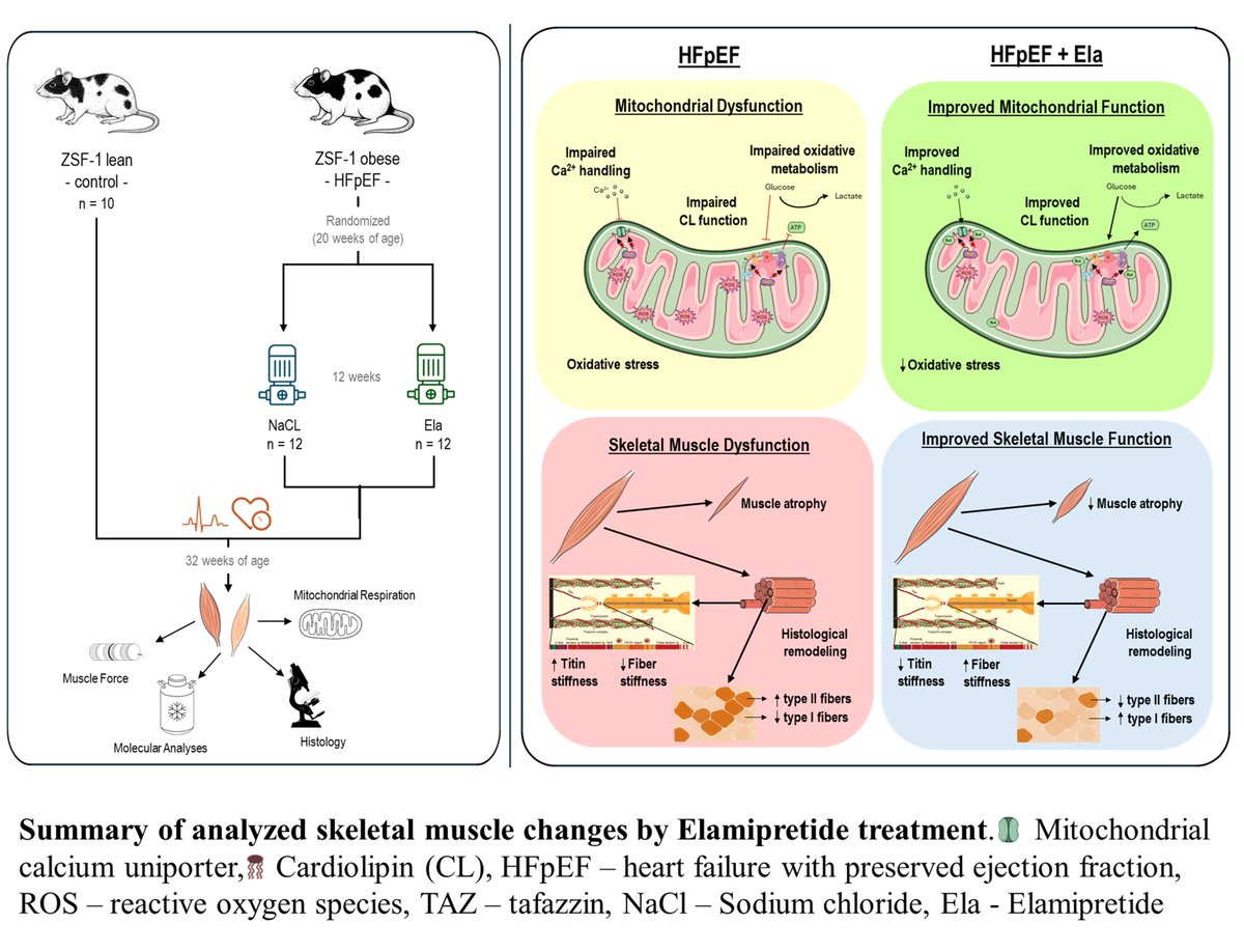 Circ: Heart Failure tweet media