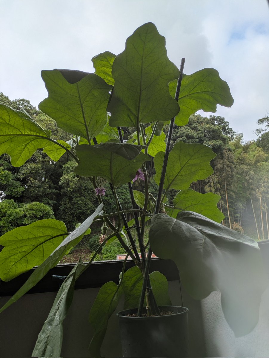 LeafLike000's tweet photo. 随分と巨大化したね(´･ω･)σyour

 #白茄子
 #白ナス https://t.co/UxIh6RIA1q