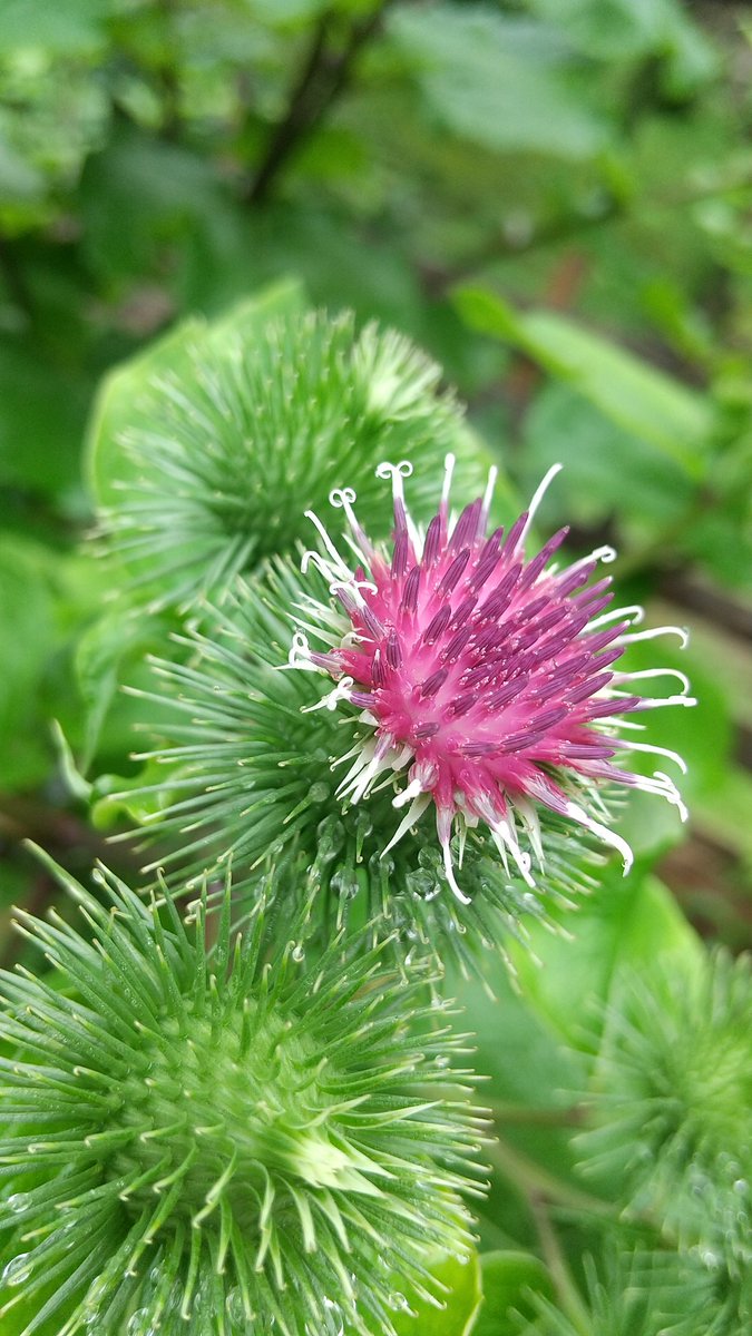 haxtupaxtupa's tweet photo. ゴボウの花とタマムシ(死んだふりしてる？) https://t.co/aWvamabYYl