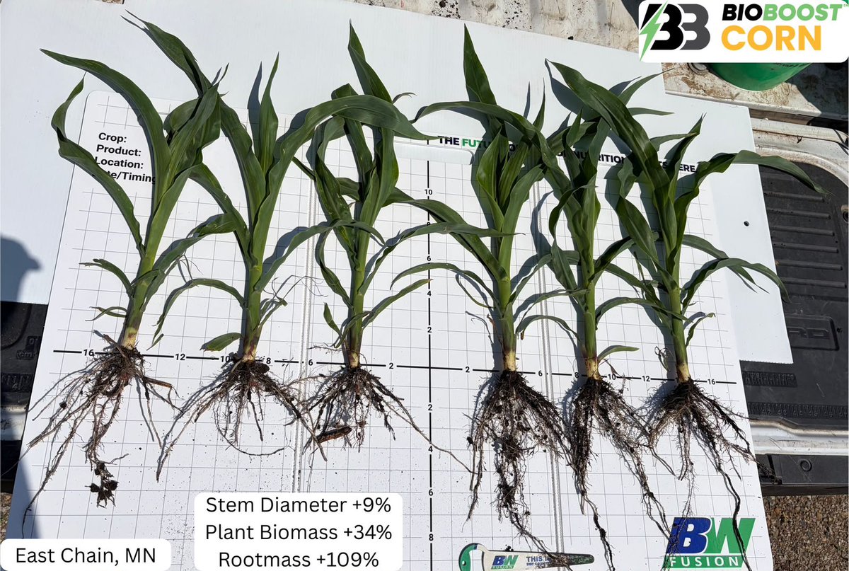 bw_fusion's tweet photo. Mike Holmberg pulled plants from BioBoost Corn fields in East Chain, MN. And the numbers backed up the excitement.
π Stem Diameter +9%
π Plant Biomass +34%
π Rootmass +109%
The dealer saw it happening in real time. The plants tell the story.
#BioBoost #BWFusion #CornStand #CropNutrition #LeadersInTheField