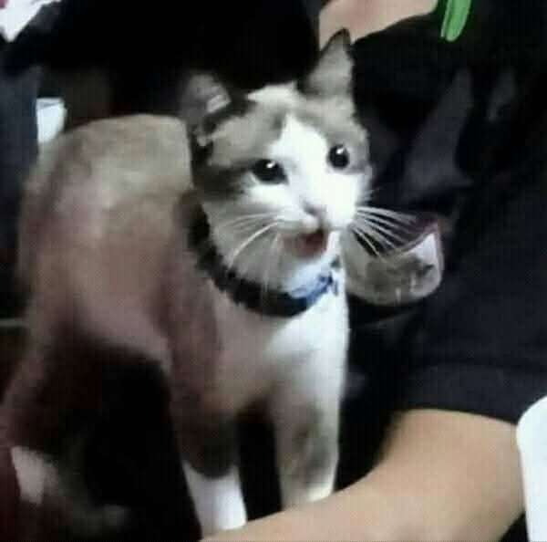 KevLolmad's tweet photo. @kwaterin Harás algún día a yamada? https://t.co/CPulGWIoPI