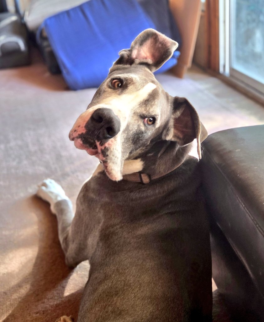 Kanethedane10's tweet photo. Dinner with dad, burgers and salad edition. We're at the cottage and dad sat in the chair, not the couch, so there wasnt room for me. Didn't stop me from looking for the last bite! #dogs #dogsoftwitter #dogsofx #dinnerwithdad https://t.co/Sf0nIwyWOs