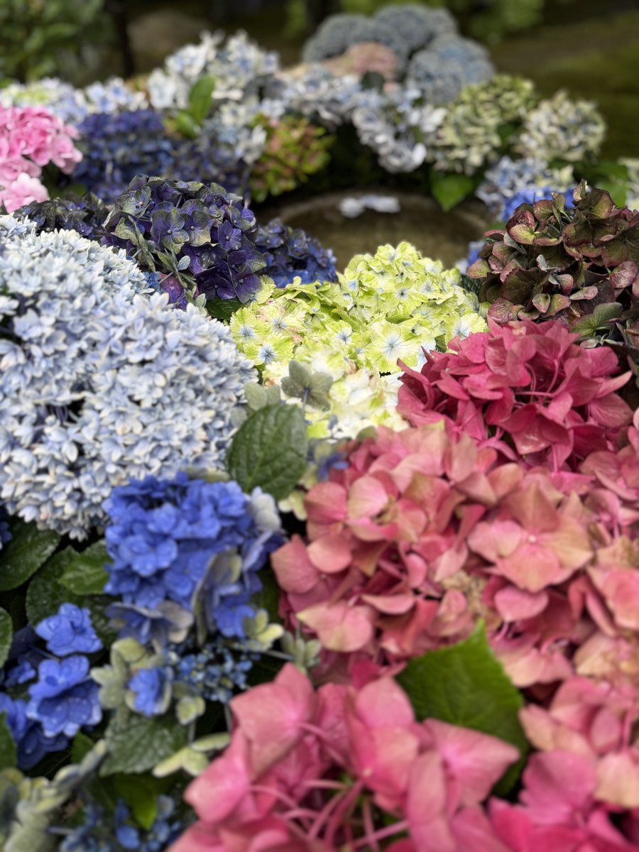 shourin_ji's tweet photo. 本日花手水のお花を入れ替えました🌼
6月30日迄、紫陽花の鉢植えを境内に置いております。
7月1日（水）10:00よりご希望の方には紫陽花の鉢植えをプレゼント🎁致します。（お一人様、1鉢でお願い致します。袋はご持参下さい）
皆様の御参拝お待ちしております。

※拝観料無料
※花手水のお花は毎週火曜日、土曜日２回の入れ替えとなります。
※人気の干支のぬいぐるみお守り、刺繍お守りは本堂にて授与しております。
他にも可愛い御朱印やお守りもありますので、是非覗いてみて下さい。