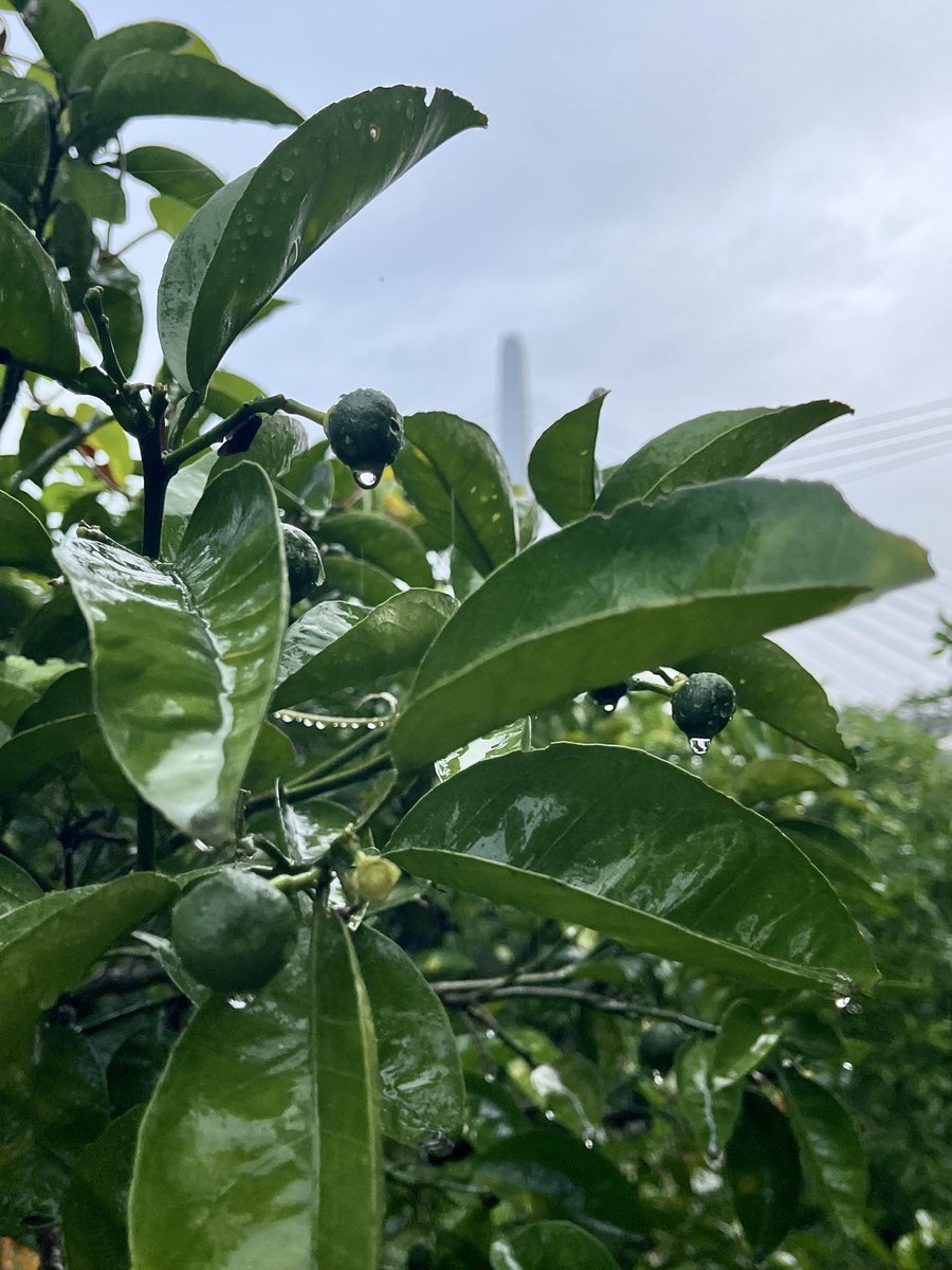 sepatakutv's tweet photo. ほぼ３日間も因島に雨が降り続いたんじゃないかなぁ☔️
因島で梅雨を感じたのはかなり久々です笑
こんなに降っちゃうと昔は土砂降りしやすい道もあったけど、今のところ修繕工事が成功してるのかな、上手いこと乗り切ってるところが多いような、まだ油断できないですが💦
#大出ファーム https://t.co/f7cEAuz1zh