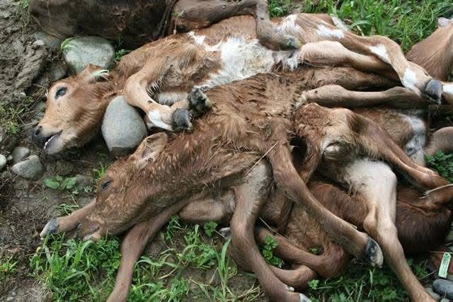 pauldove247's tweet photo. @ClarksonsFarm1 Is this still what happens to unwanted male dairy calves? There's no market for veal, so what happens? https://t.co/WESk0d47C1