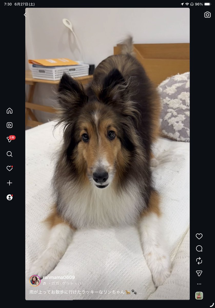 Ranmama0609's tweet photo. 🐶「ママ、おはよー。起きてよ〜」
昨日は2度の地震が怖かったリンちゃん。朝になっても昨日の地震のことがテレビで放送されると怖くなっちゃうらしい。リンってニュースを理解してる？　それも地震と同じくらい驚きなんだけど😳🤓😱

#シェルティ 
#sheltie 
#mysweetRin 
#リン 
#TeamRin https://t.co/3CUIOtH1G8