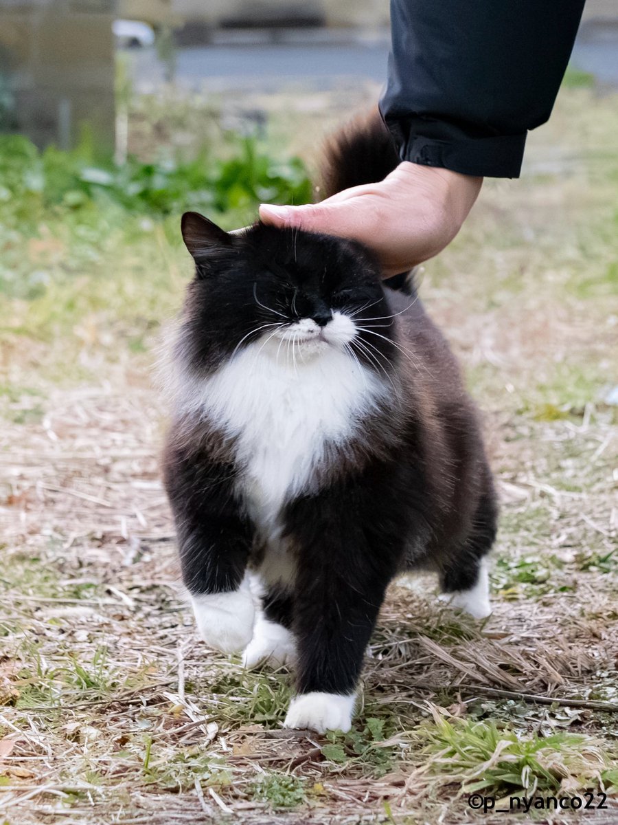 simabossneko's tweet photo. なでなで✨
Happy pat pat💕

#猫 #cat https://t.co/uxysuu9s3p