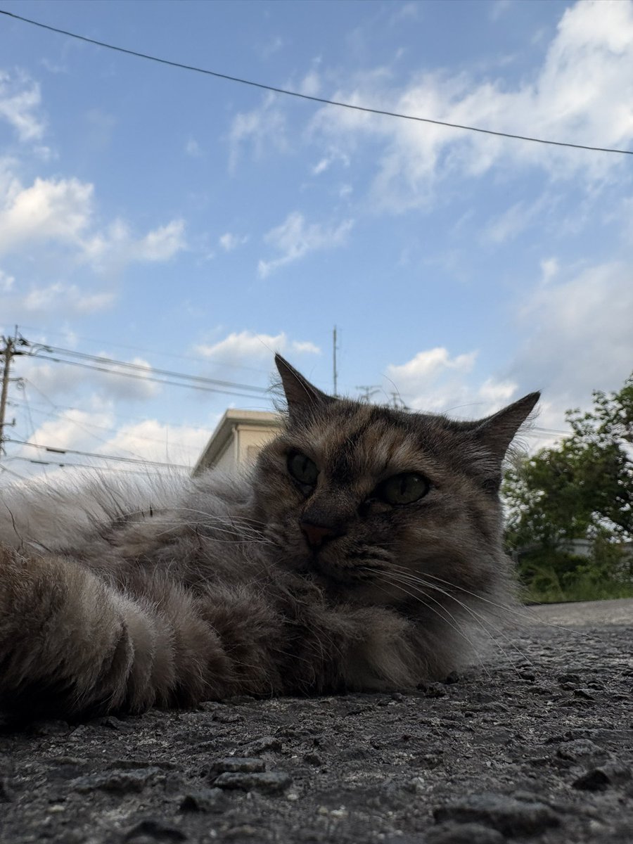 zo_ik's tweet photo. おはようございます🌞

台風来てるの？ってぐらい風も無くて穏やか土曜日。
ラスト1日頑張ってきます！😆

モフコもボチボチいくべ😹 https://t.co/Ul137UOobZ