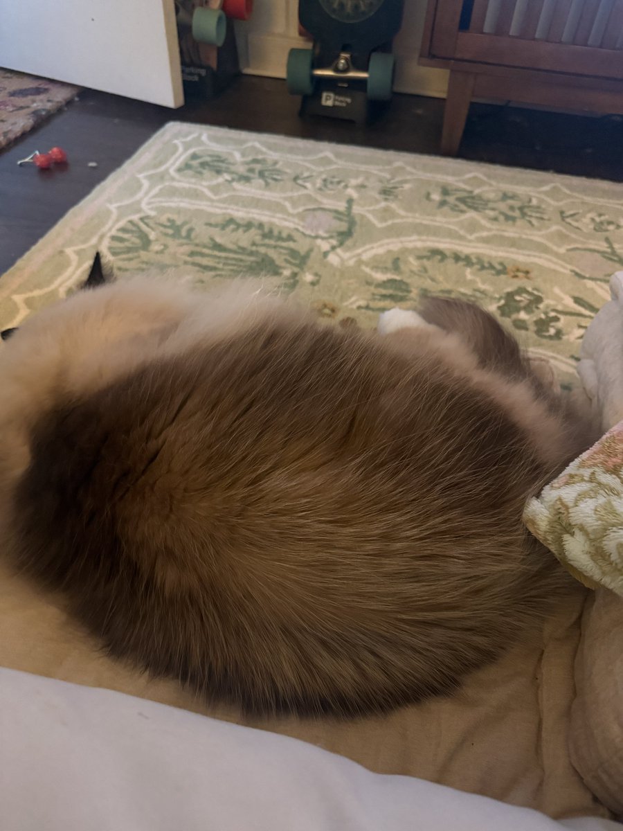 chuffwrites's tweet photo. every time my cat sits next to me, I start cooing and petting him and cheering him on — and he gets up like, “well, now I have to LEAVE,” so I’m trying my absolute best to let him sit beside me without touching him 😭😭 this is hell, I’d rather be waterboarded https://t.co/7UUUnVHXse