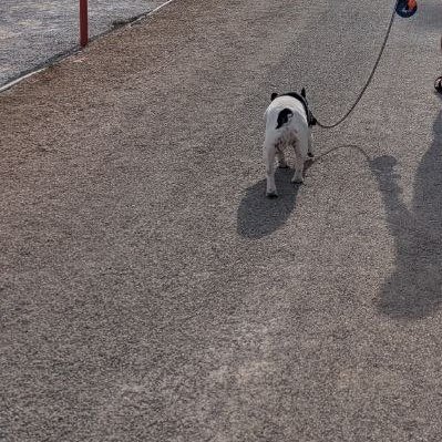 dulce_castllo's tweet photo. Toca sacar a pasear al lomito https://t.co/H9uoR02E0v