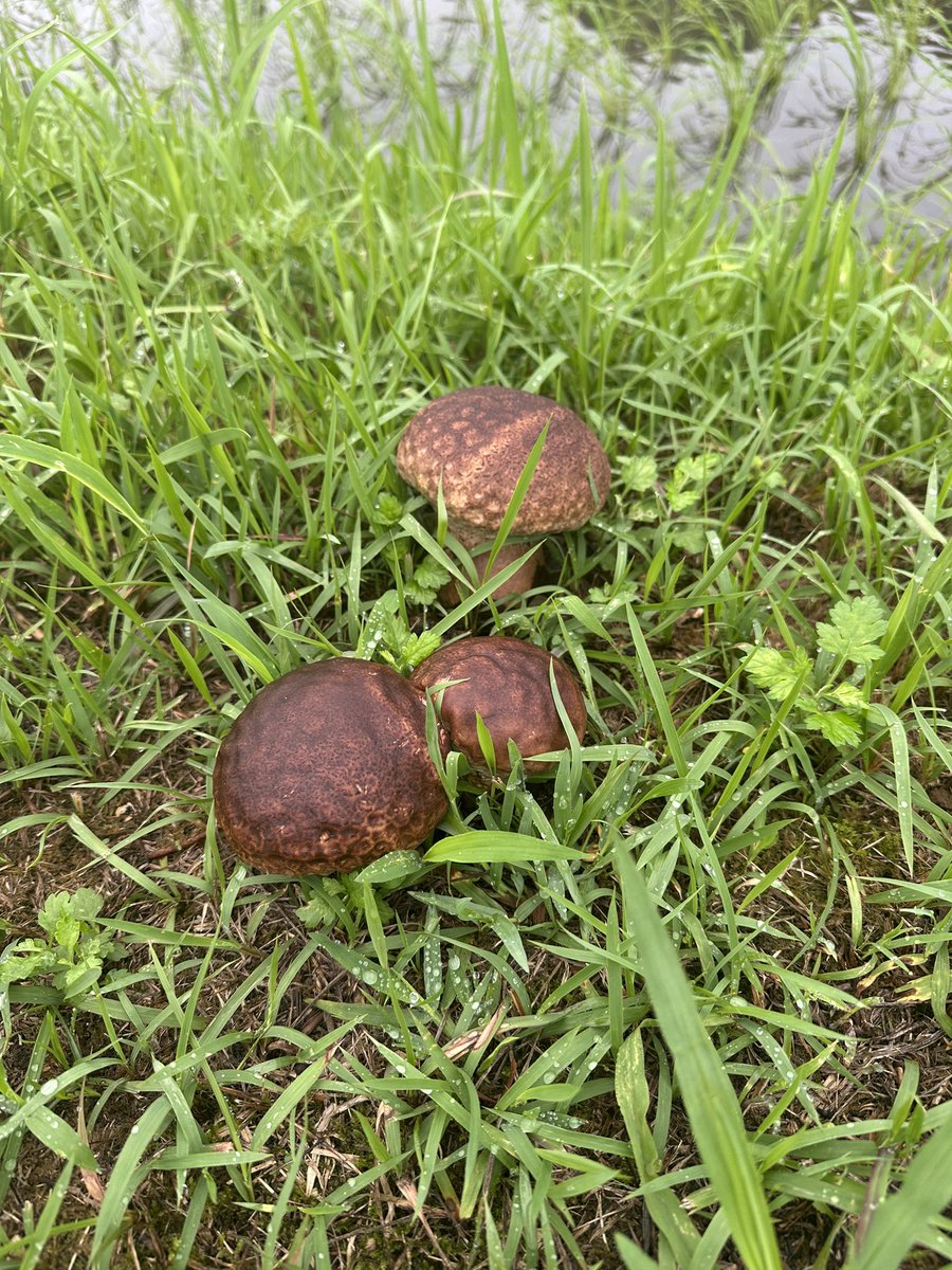 KB74880723's tweet photo. 大雨の影響で散歩コース通行止めされてるw
そして道端には初めて見た太くてでっかいキノコ🍄
こんな日当たりの良いところにもキノコって生えるもんなや😳 https://t.co/VJPi4CsLoT