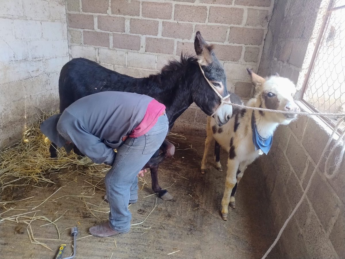 Burrolandia_mx's tweet photo. ATENCIÓN EN LOS CASCOS

Para nosotros es muy importante cuidar la salud de todos los burritos que tenemos en protección. 

Una de las acciones que realizamos para su bienestar, es el recorte de sus cascos, el cual debe realizarse de manera periódica para evitar diferentes problemas como son malformaciónes, lesiones, infecciones y malestares.

Agradecemos mucho el apoyo de todas las personas que se han sumado al proyecto de rescate de burrito mexicano, ya que gracias a ustedes, paso a paso les estamos dando la atención a todos los animalitos que tenemos en protección.

#unetealproyectoderescatedelburritomexicano 
Burrolandia México, #Aquenoteaburres!!!