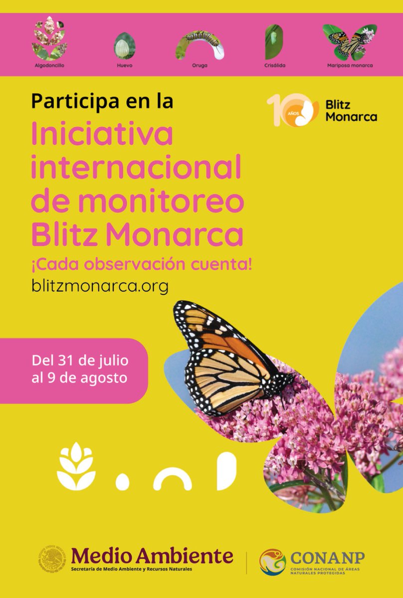 CONANP_mx's tweet photo. En 2026 celebramos 10 años de #BlitzMonarca. 🦋🧡✨

Esta iniciativa internacional de ciencia ciudadana se realizará del 31 de julio al 9 de agosto, con el fin de registrar observaciones de #MariposasMonarca y algodoncillo o asclepia. 🌿🇲🇽

➡️ https://t.co/6P5hnTTJxy 🌲🌊🌸🍃 https://t.co/EJAS5zhR92