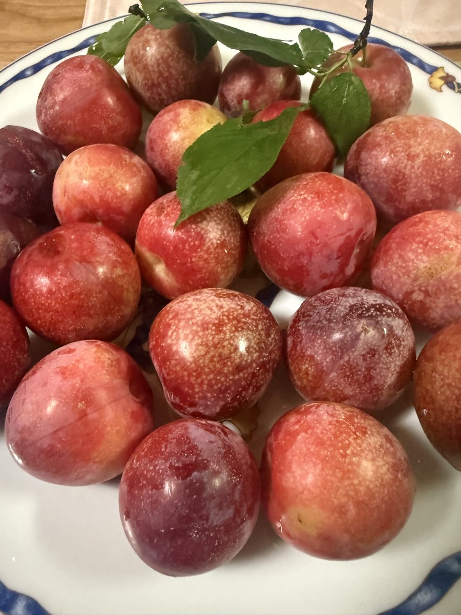 riyomiyano's tweet photo. 一部ジブリっぽくなったレモンクッキーを実家に持ってったらプラムをくれた😊 https://t.co/68NeAi3vef