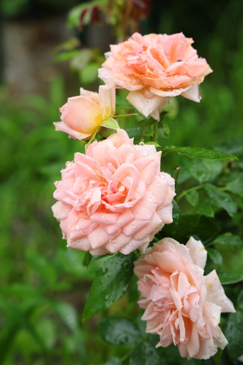 walk__1980's tweet photo. 薔薇　その③ https://t.co/yv2gP7Mjd0