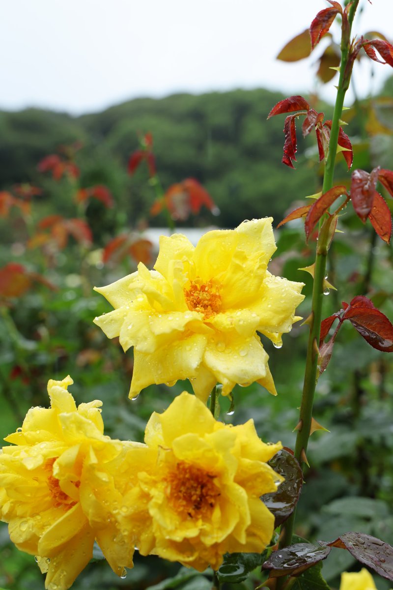 walk__1980's tweet photo. 紫陽花の時期は、薔薇も見れるので、撮影の楽しみは2倍です。 https://t.co/Opxv6enjm4