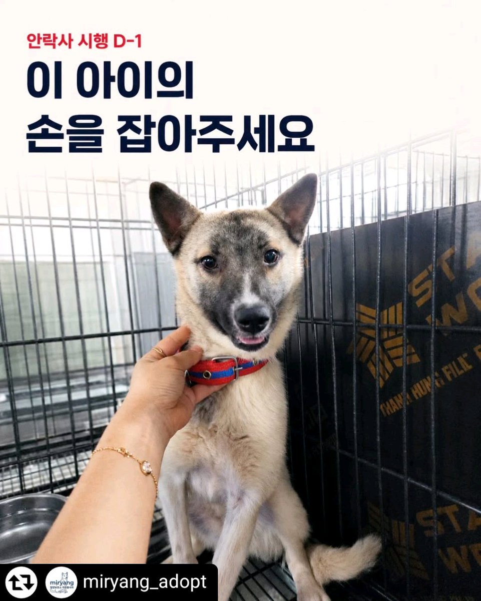 animalrtaccount's tweet photo. 밀양보호소 안락사 예정
070-4113-7288 밀양보호소 https://t.co/xtCUyykYw2
