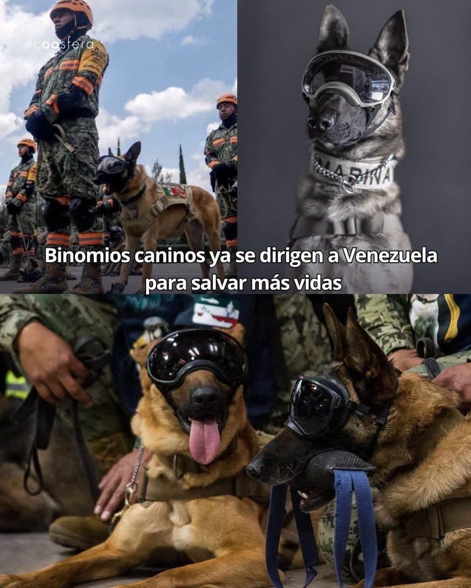 RefugiOceaniCAN's tweet photo. MÉXICO NO LLEGA SOLO. LLEGA CON 18 BINOMIOS Y CON EL ALMA 🐾🇲🇽🇻🇪

Tras los sismos en Venezuela que ya dejaron muchos fallecidos y heridos, México envió 18 binomios caninos de Marina, Cruz Roja y Protección Civil. Van directo a La Guaira y Caracas, donde cada minuto cuenta.

Hoy el dolor es inmenso. Hay cientos de personas atrapadas bajo escombros. Y en medio del caos, hay 18 narices que no se rinden. 18 corazones que no entienden de fronteras, de política, de cansancio. Solo entienden de vida.

HABLEMOS DE ELLOS, PORQUE NO LOS MERECEMOS:

Esos perros no condicionan su ayuda. No preguntan a quién salvan. No piden nada a cambio. Entran donde nosotros no podemos, huelen esperanza donde solo hay polvo y silencio. Han salvado miles de vidas en terremotos, deslaves, atentados... a lo largo de toda la historia. Son los seres más nobles que existen.

No son "herramientas de rescate". Son compañeros, son familia, son héroes de cuatro patas. Merecen todo nuestro respeto, cuidado y consideración. Agua fresca después de horas de trabajo. Descanso en un lugar seguro. Cariño cuando vuelven con las patas cansadas. Porque dan todo sin esperar nada.

Cada vida que salvan es un milagro con cola. Cada ladrido es una promesa cumplida. Y nosotros, como sociedad, les debemos respeto. Leyes que los protejan. Educación para que no haya maltrato. Adopción responsable. Amor.

Hoy van a Venezuela a buscar vida entre los escombros. Mañana podrían estar salvando a uno de los nuestros.

México está con Venezuela. Y México está con sus perros. Porque un país que cuida a sus animales, cuida su humanidad.

RESPÉTALOS. CUÍDALOS. ADMÍRALOS. DENÚNCIA EL MALTRATO. 
Ellos ya nos enseñaron cómo se ama sin condiciones. Ahora nos toca aprender 💛

#FuerzaVenezuela #18BinomiosMX #HéroesDeCuatroPatas #RespetoAnimal #MéxicoAyuda #NoSonHerramientasSonFamilia
