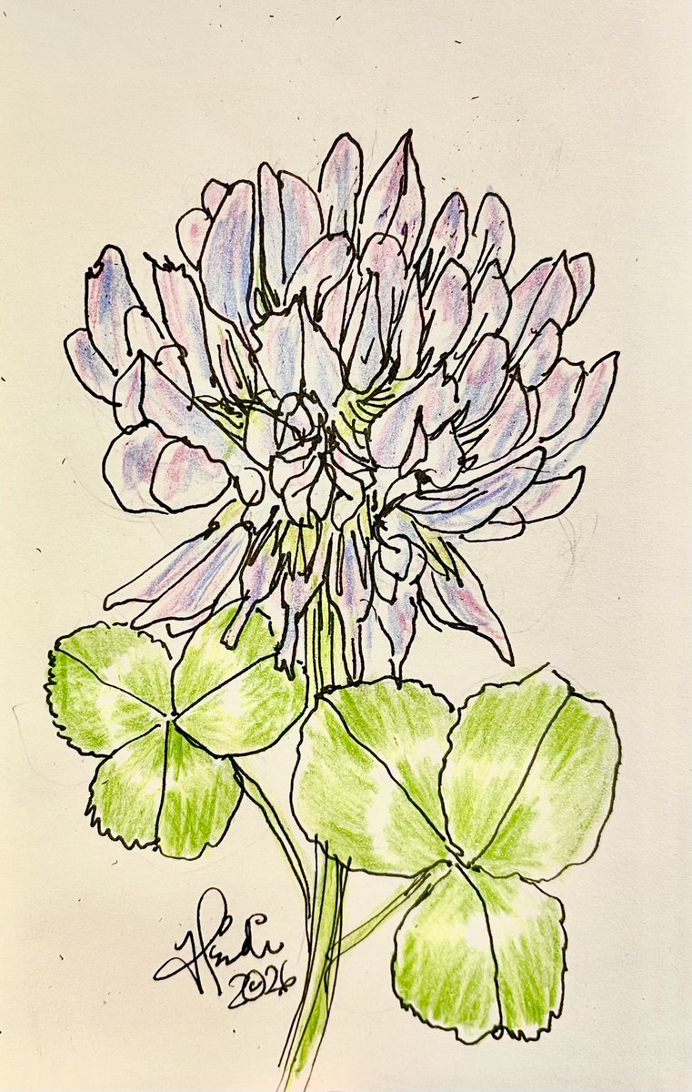 rtbeliever's tweet photo. @sketchadayapp #clover
Clover helps to sustain bee 🐝 populations! https://t.co/ktppsEckto