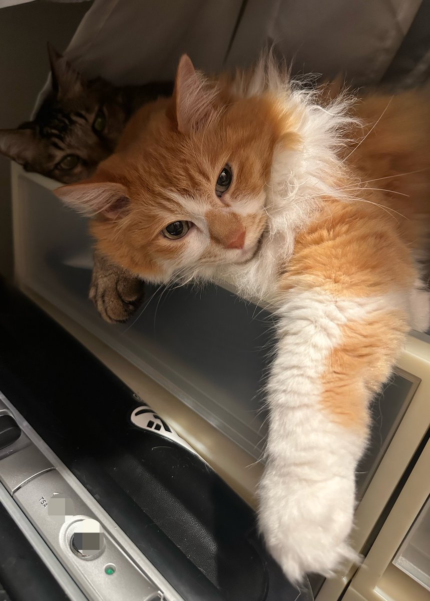 このもみねこ tweet media
