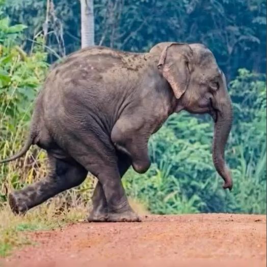 WzGTO2022's tweet photo. [1/5]
🐘💔 ทุกครั้งที่เห็นน้องชูใจวิ่งสามขาตามโขลงไป น้ำตาจะไหลออกมาเองโดยไม่รู้ตัว สงสารน้องจริงๆครับ

ดีที่โขลงยังไม่ทิ้งน้อง รอน้องเดินตามมาตลอด แต่ในขณะที่ตัวอื่นในโขลงเติบโตแข็งแรงขึ้นทุกวัน ร่างน้องชูใจกลับซูบผอมลงเรื่อยๆ ต้องใช้ชีวิตอย่างยากลำบาก เพราะความใจร้ายของมนุษย์บางกลุ่มที่ทำร้ายน้องจนพิการมาตั้งแต่ต้น

น้องชูใจอยู่ที่เขตรักษาพันธุ์สัตว์ป่าเขาอ่างฤๅไน จ.ฉะเชิงเทรา ป่าผืนเดียวกับทับลานในกลุ่มป่ารอยต่อภาคตะวันออก ทุกครั้งที่ชาวบ้านจุดประทัดไล่หรือผลักดันโขลงออกจากพื้นที่ จะเห็นน้องวิ่งหนีเสียงประทัดด้วยสามขาตลอด ดูแล้วหดหู่ใจมากครับ 🧵