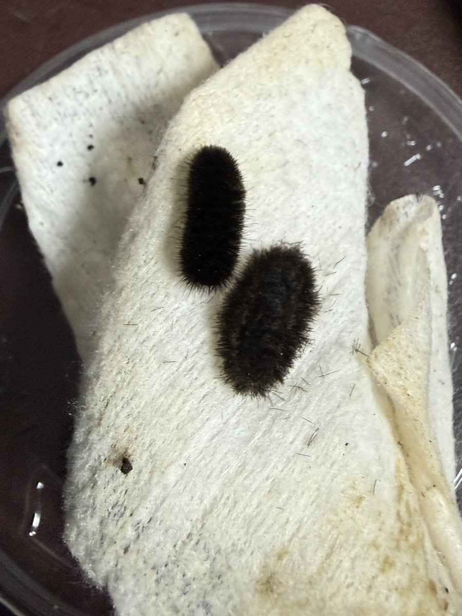 frinsect111's tweet photo. 주홍불나방의 번데기 유충의 껍질을 고치로 사용하는게 파리의 위용같아서 재밌다. https://t.co/7Cd5Gek1us