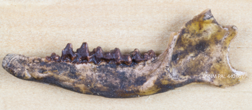 VaheRocks's tweet photo. #FossilFriday Lower jaw of the early placental mammal Protungulatum donnae https://t.co/ll8FI65Jc1