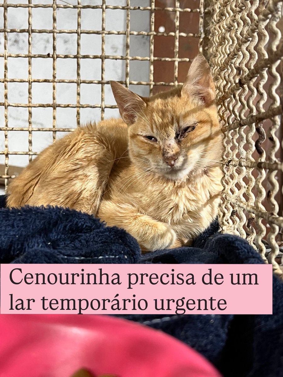 AbrigoMeimei's tweet photo. Esse é o Cenourinha. Alguns de vocês já o conhecem. Há um tempo, pedi ajuda para resgatar a família dele: sua mamãe invadiu a casa de um senhor idoso em tratamento oncológico e foi lá que teve o Cenourinha e seus irmãozinhos.

Ele chegou a ter uma família interessada em adotá-lo, mas a adoção não aconteceu. Pouco depois, um amigo quis adotá-lo para fazer companhia a outro gatinho resgatado daqui. Já estávamos preparando tudo para que ele fosse para o novo lar quando fizemos os exames de rotina.

O resultado doeu: o Cenourinha testou positivo para FeLV e também está com leucopenia (contagem de glóbulos brancos baixa).

Desde então, ele não está bem. Aqui no abrigo, ele fica muito estressado. É um gatinho mais reservado, gosta do cantinho dele e não se adapta bem à rotina com tantos outros gatos. Está apático, chegou a apresentar febre (que já tratamos) e, mesmo comendo e bebendo água, ainda não voltou a ser o gatinho de antes.

A verdade é que o Cenourinha precisa de uma chance. Um lar, mesmo que temporário, pode fazer toda a diferença na recuperação dele. Em um ambiente tranquilo, ele poderá descansar, se alimentar melhor, se movimentar, viver com menos estresse e ter muito mais qualidade de vida. Aqui, infelizmente, ele continua exposto a infecções, ao estresse constante e passa boa parte do tempo em uma gaiolinha.

Por isso, venho fazer um apelo muito importante!

Existe alguém que não tenha outros gatos, ou que tenha apenas gatinhos FeLV+, disposto a oferecer um lar temporário para o Cenourinha? Uma adoção responsável também seria um sonho.

Ele ainda não foi castrado porque precisa se recuperar primeiro, mas essa será uma responsabilidade nossa. Para quem puder oferecer lar temporário, nós também arcamos com todos os custos: ração, areia, acompanhamento veterinário e tudo o que ele precisar.

Eu só quero dar ao Cenourinha a oportunidade de viver. Ele merece conhecer o carinho de um lar e ter uma segunda chance.

Vocês podem compartilhar e nos ajudar a encontrar essa oportunidade para ele? 🧡

Quem tiver essa disponibilidade, me chama no WhatsApp 11 985816168.