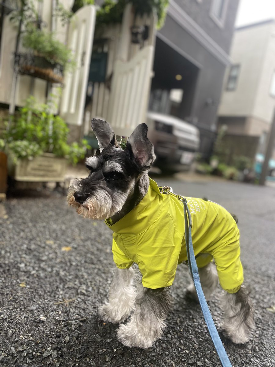 protein3333's tweet photo. お洋服苦手なのにロンパースタイプのレインウェア着せられて不満げなキースくんです。
なかなか歩いてくれない… https://t.co/TaBWKof5m7