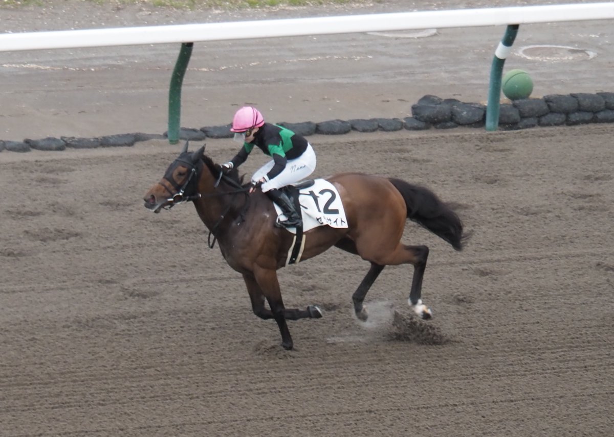 blackfrog1221's tweet photo. 【きょうのセラサイト】

函館２Ｒ　３歳未勝利　ダート１０００メートル

脚抜きのいい高速決着の中、最後まで頑張りました！ https://t.co/5tujIlOrm2