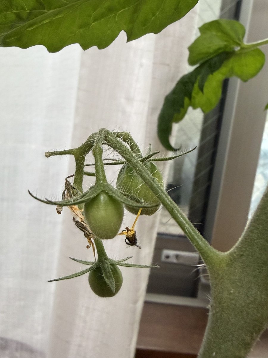 tetsu_ch1's tweet photo. やっと実が膨らんできたベランダのミニトマト、台風が近づいて来たので部屋の中に避難w
地震に台風に皆さんお気を付けて☺️ https://t.co/4XHuQwEFPG