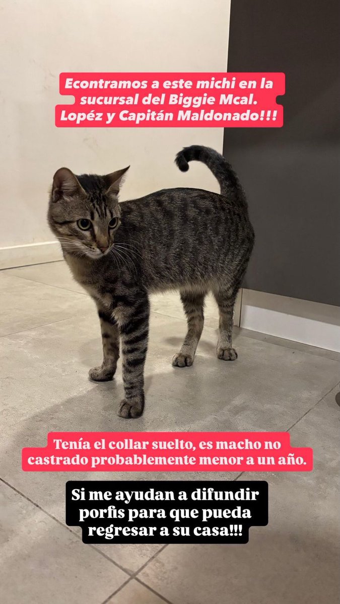 TiFaNiiii's tweet photo. A full rt para dar con los dueños de este gatito.. en la segunda foto se ve su collarcito por si le reconozcan.. fue encontrado en el biggie de mcal López y capitán Maldonado.. contacto al +595 986 420932 https://t.co/XU2DDvU5vh
