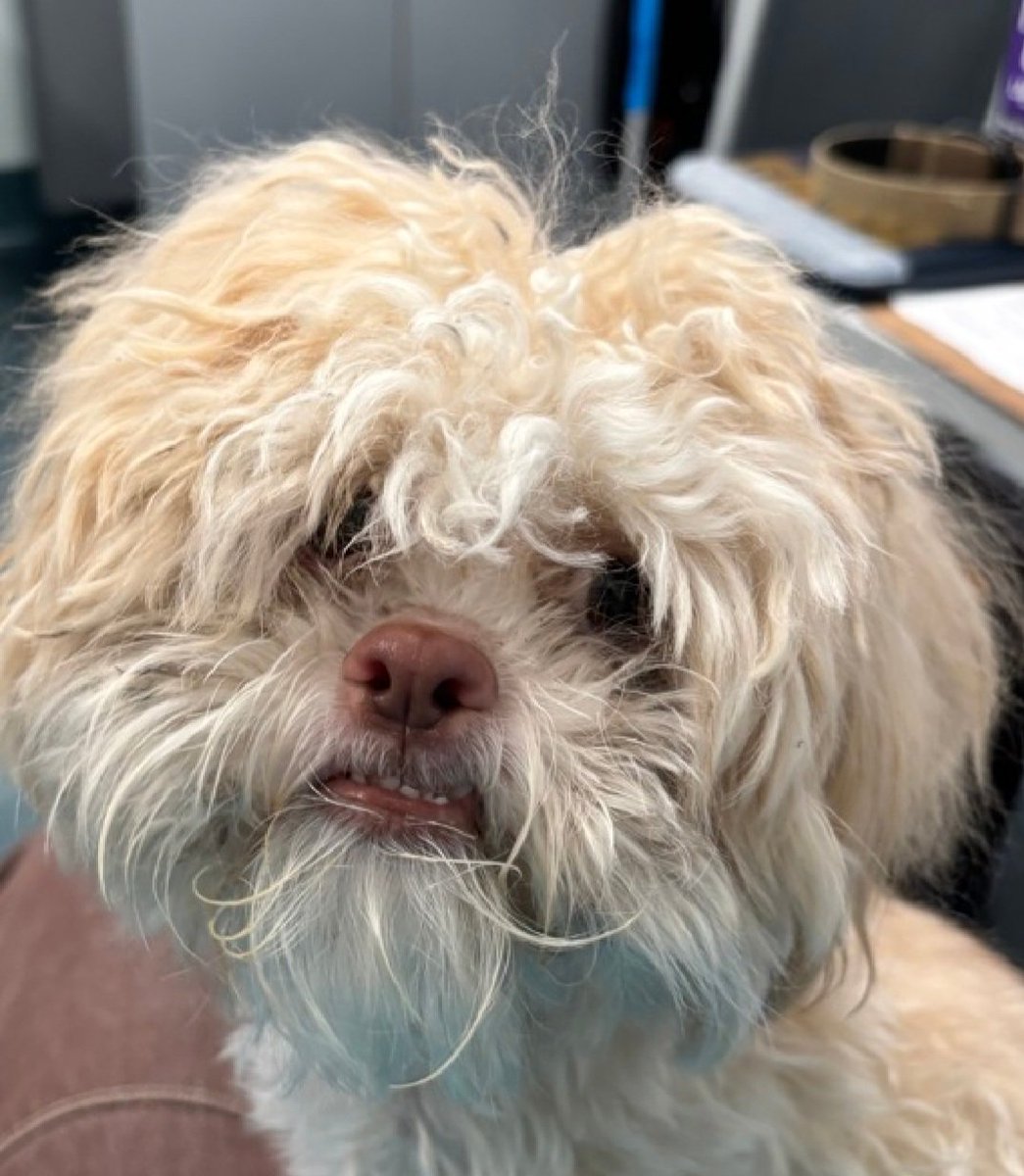 nyc_lilpaws2025's tweet photo. Meet Sir Simba 256492
#NYCACC #AdoptMe
He is a tiny 6.8 lb, 6 month old puppy 
He is underweight with retained deciduous incisors
Loves to snuggle
Can Sir Simba come live with you?
https://t.co/Hc0CvMDhZR
#Pledge4Rescue #foster #adopt https://t.co/NREhXRNfza