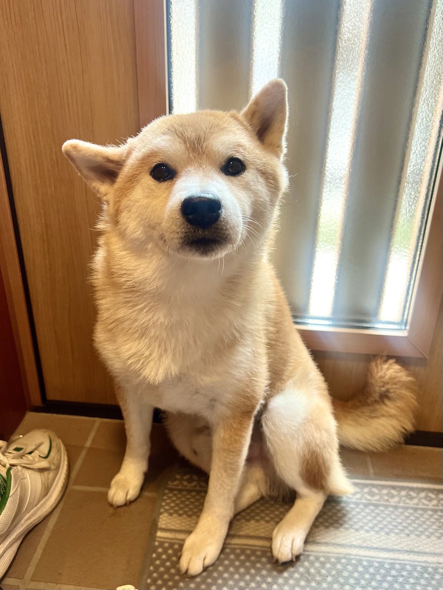 Shibamugi28's tweet photo. 換毛期で別犬になる柴犬

#シヴァ犬こむぎっす #柴犬 https://t.co/IuvdTVhO06