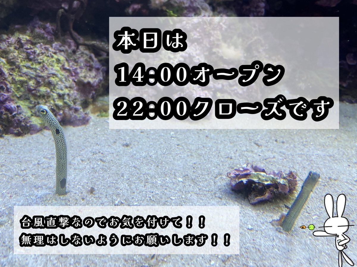 Idekedarts's tweet photo. ⟡ ⎯⎯⎯⎯⎯ ⟡
本日の営業時間🎯
6月27日(土)
14:00〜22:00
⟡ ⎯⎯⎯⎯⎯ ⟡

本日、14:00オープンです。
よろしくお願いします🙇‍♀️🎯

台風直撃なのでお気を付けて！！
無理はしないでください！！

状況によっては変更します🙇‍♀️

IDEKE HP
https://t.co/bKltYpxmpo

#darts
#横須賀
#衣笠商店街 https://t.co/VenbhMttXI