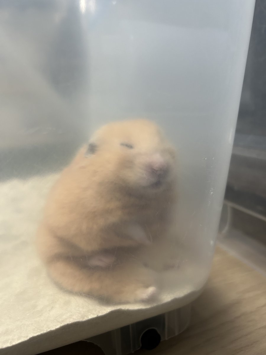 gonbetowarabi's tweet photo. 過去イチまるい🐻️

ちょこんと座ってた🧸

かわいいな

#げんこつの成長記録 https://t.co/UpQP2mxpal