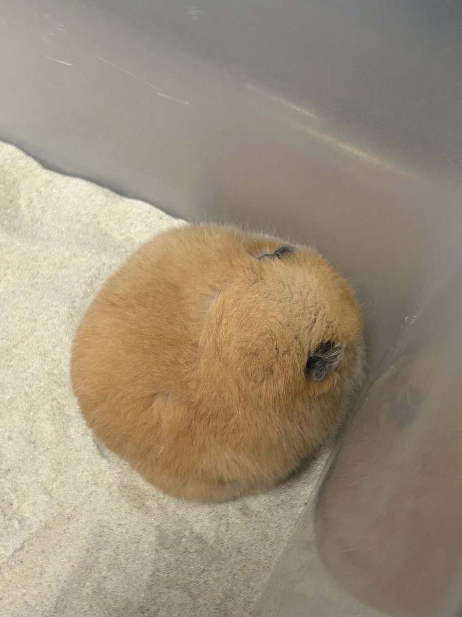gonbetowarabi's tweet photo. 過去イチまるい🐻️

ちょこんと座ってた🧸

かわいいな

#げんこつの成長記録 https://t.co/UpQP2mxpal