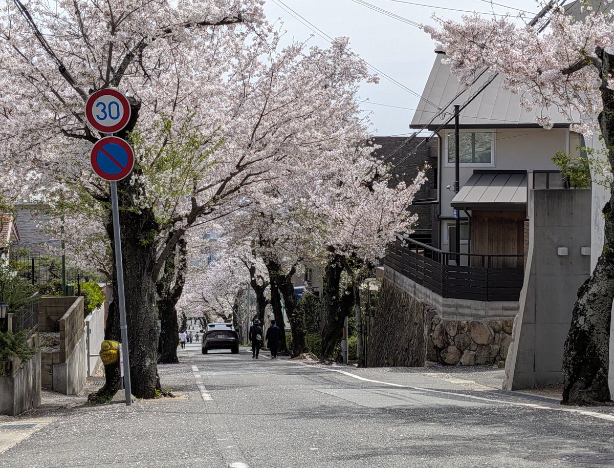 maikyYMoto's tweet photo. 2026年桜旅🌸��の5
別の日今度は摩耶ケーブル付近の桜のトンネルへ❗
一応名所の一つです😁
片側が老朽化の為伐採される噂が��ってますがどうなるんでしょうか…

#桜
#桜のトンネル https://t.co/vPtMcRV0Km