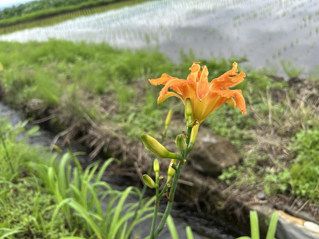 Gunma_Space's tweet photo. 2026年6月27日 – 本日・今朝の赤城山 – 今日も群馬県前橋市より発信。今朝も梅雨然とした曇天グレーなお空。ほんの少し、すそ野のみ見える赤城山です。曇り時々雨 29℃/20℃ ふと見ると畔にヤブカンゾウ。蕾をいくつか頂戴して、おみそ汁に浮かべていただきました。
https://t.co/y0WLQYwc2C https://t.co/vS69nQ8DQp