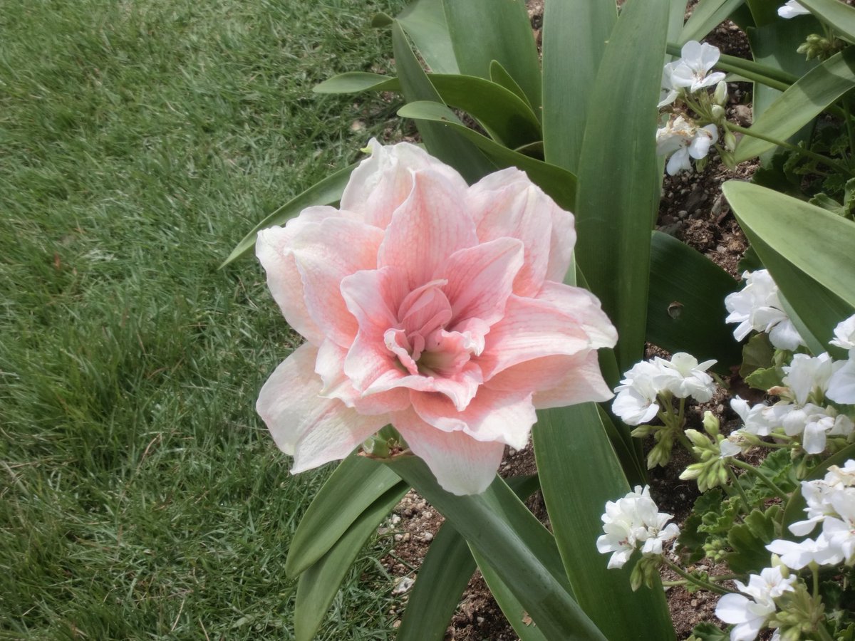 palmtreezone's tweet photo. 포스팅 미루기(red red) 지삼이 꺼내기(pink pink) https://t.co/vDYVnMWfvf