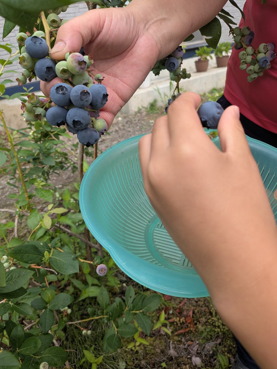 basawa_farm's tweet photo. 甥っ子にブルーベリーの収穫を手伝ってもらいました。 https://t.co/znIiLPjesv