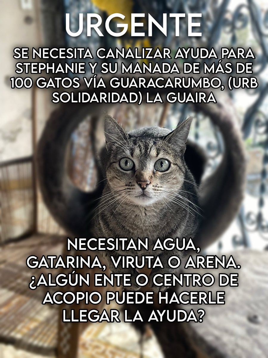 moonnoctem's tweet photo. URGENTE

¿Algún centro de acopio de comida para animales que pueda hacerle llegar a @StephySmilov alimento, agua y arena?

Ella se encuentra en la Urb Solidaridad litoral vía Guaracarumbo en la Guaira y alimenta a más de 100 gatos. 

Casi todos están a salvo pero necesitan ayuda! https://t.co/lTbox5olSA