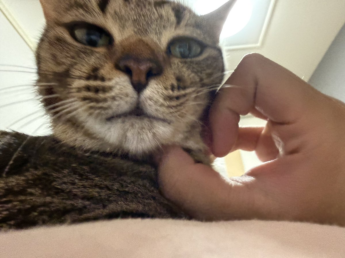 ToYu_17's tweet photo. うちの猫が女全開の顔してる
（メスネコちゃんです） https://t.co/UnEuHQOUtA